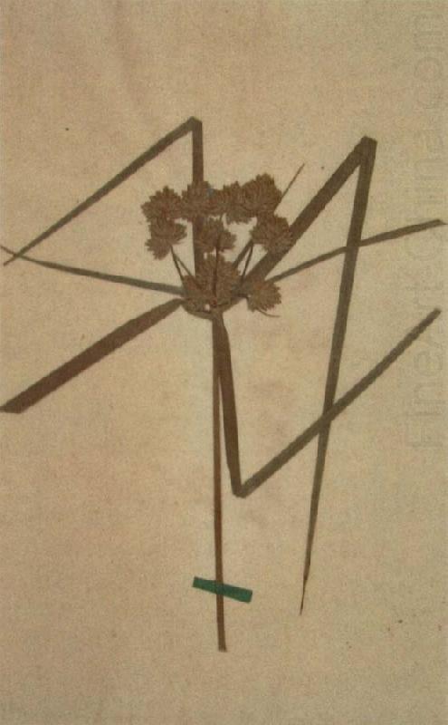 Herbarium sheet, Johann Wolfgang von Goethe